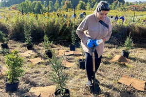 Shaheen Moledina, Candidate for Town of Aurora Councillor, Ward 4, is pictured using a shovel to plant a young evergreen tree sapling in an open field. Wearing blue work gloves and a tan button-down shirt, she is seen actively participating in a community-led environmental initiative alongside other volunteers. This photograph highlights her hands-on approach to environmental stewardship and reflects her deep respect for the land and the preservation of Aurora's natural green spaces.